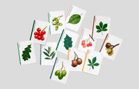 Baum-Familien_laurence.King-Verlag-Quartettspiel-karten