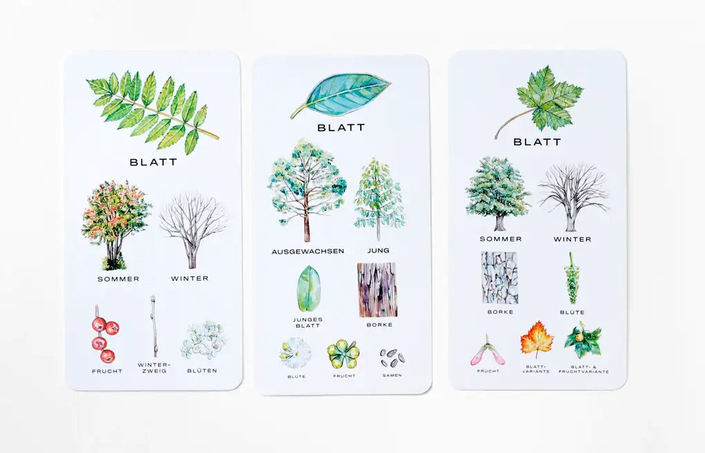 Baum-Wissen_Kartenspiel_lernspiel_lernkarten-1
