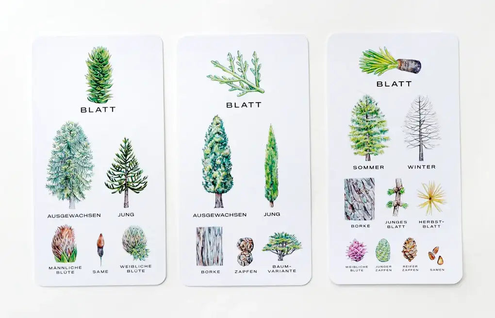 Baum-Wissen_Kartenspiel_lernspiel_Produkt_Lernkarten-3
