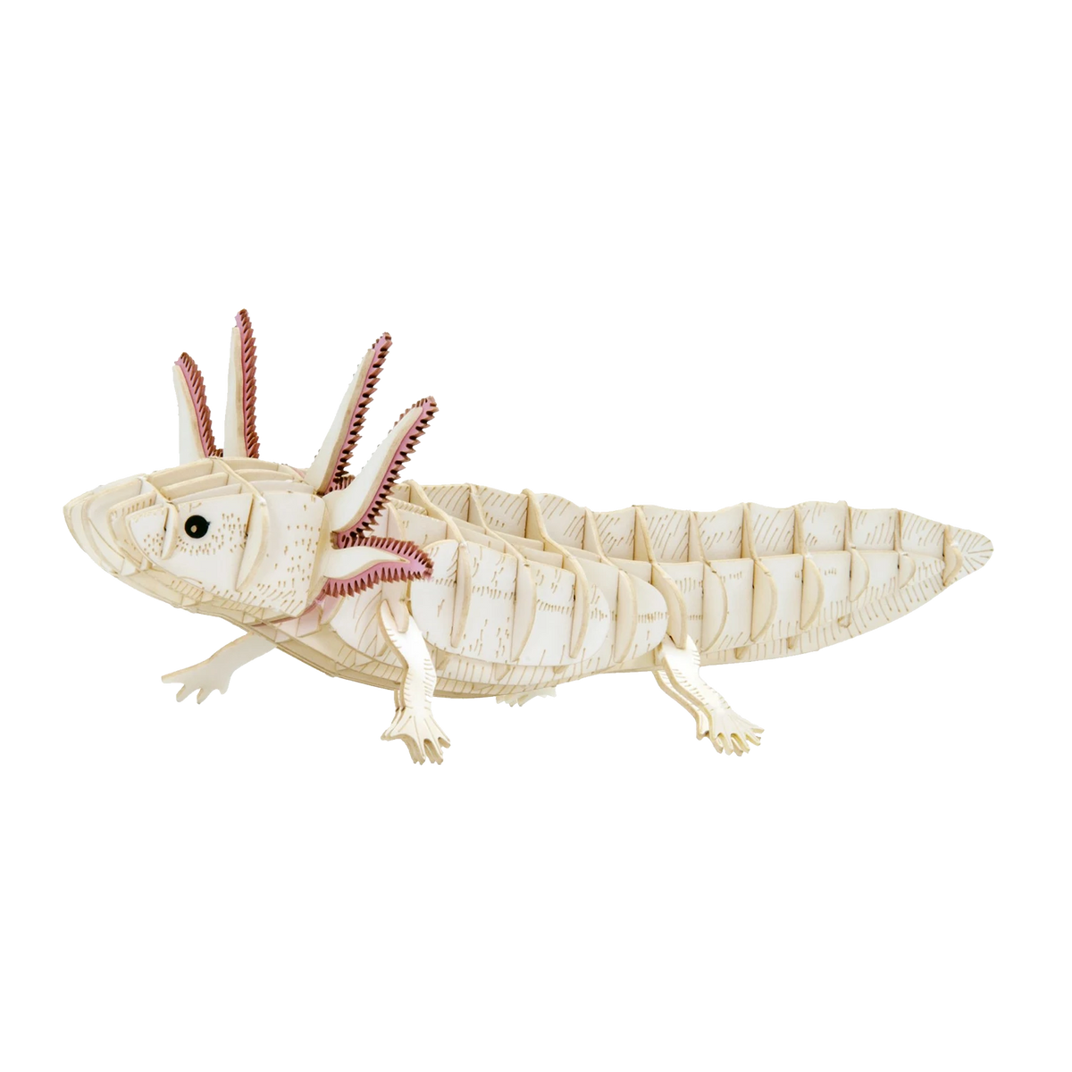 Fridolin-3D-Papiermodell-gelasert-aus-spezialkarton-Axolotl-aufgebaut-Produktansicht-1