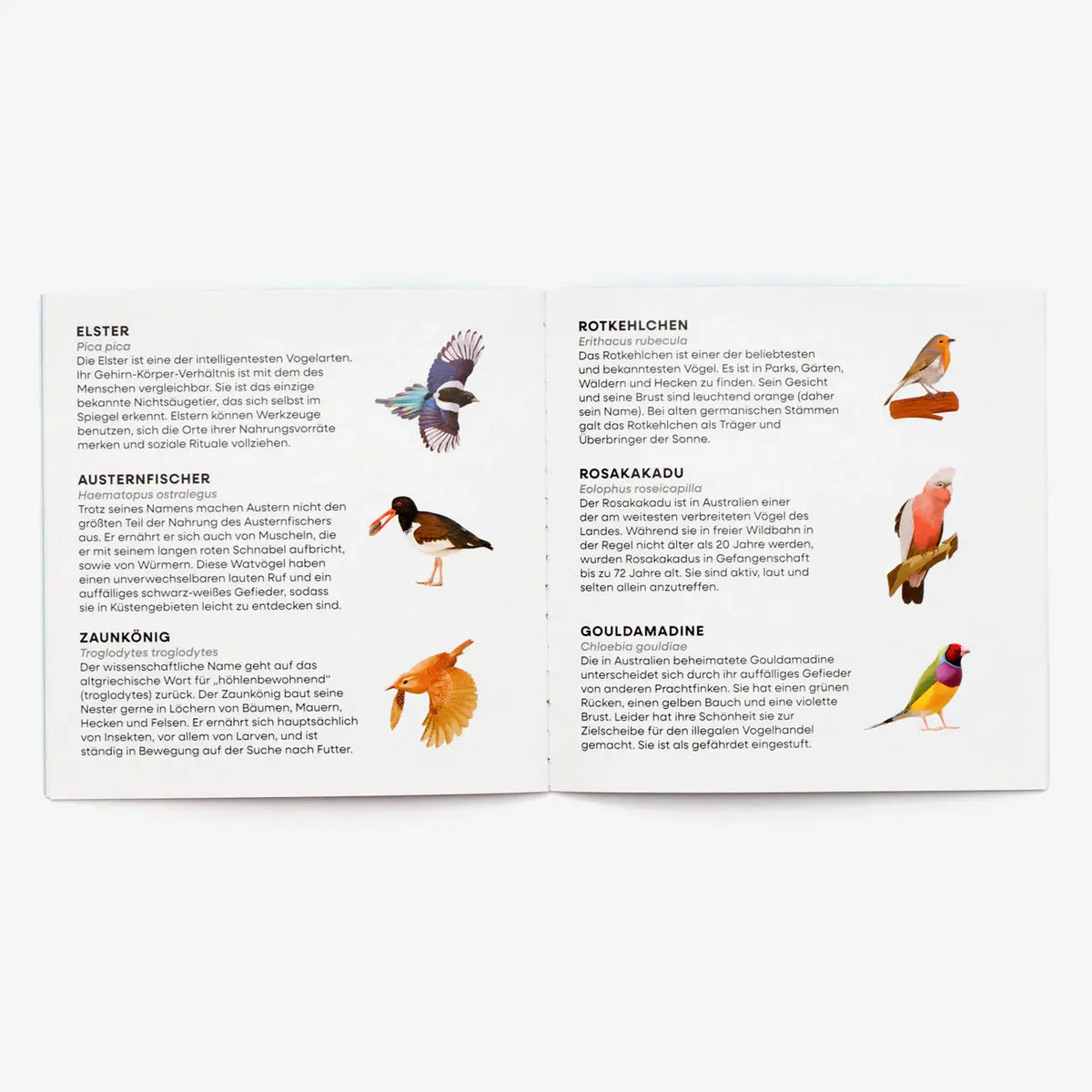Kartenspiel-Laurence-king-verlag-Ein-Suchspiel-Finde-den-Vogel-fuer-die-ganze-Familie-ab-6-Jahren-Booklet