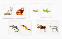 Laurence_King-memoryspiel-Finde-meinen-Doppelgaenger-Produktansicht-Memorykarten