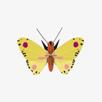 Studio-Roof-Luzerne-Butterfly-3D-Schmetterling-Aufgebaut-aus-Karton-Produktansicht-1