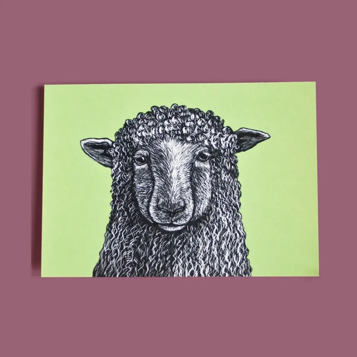 postkarte-katja-rub-motiv-Schaf-Vorderansicht