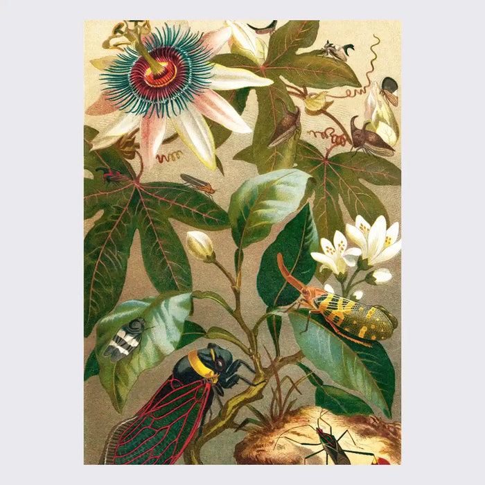 Poster / Cicadas / 30x40 cm / gerahmt oder ungerahmt