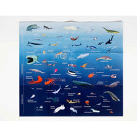 Schaetzspiel-Laurence-king-verlag-Abenteuer-Tiefsee-Ein-Kartenspiel-fuer-Meeresforscherinnen-Ab-_6-_Jahren-Poster