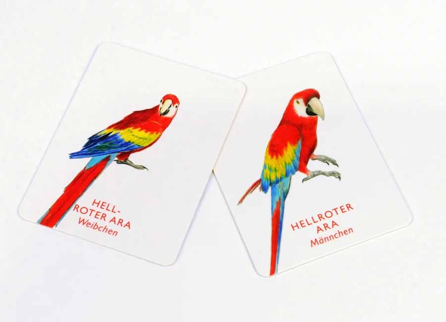Laurence_King-memorie-vogelpaare-Spielkarten-3